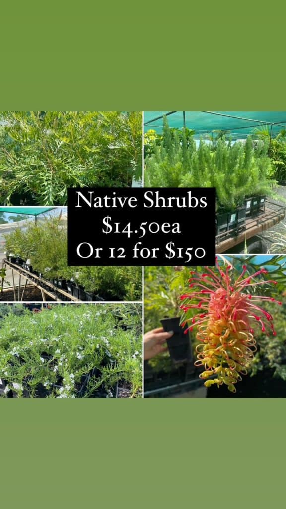 Lakeside Plants & Nursery