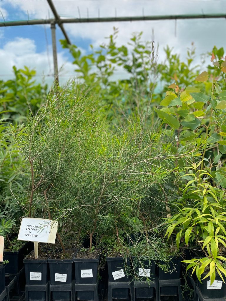 Lakeside Plants & Nursery