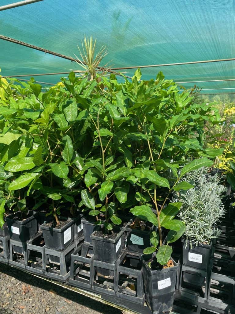 Lakeside Plants & Nursery