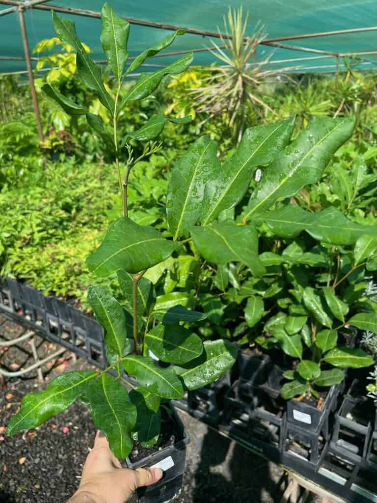 Lakeside Plants & Nursery