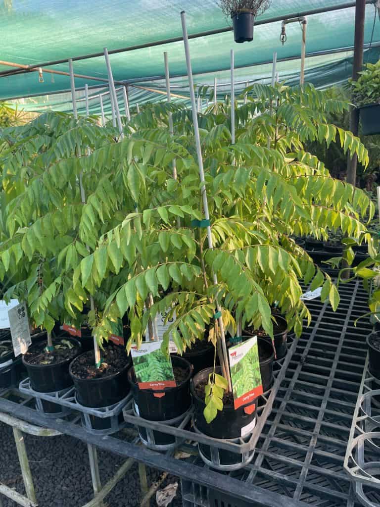 Lakeside Plants & Nursery