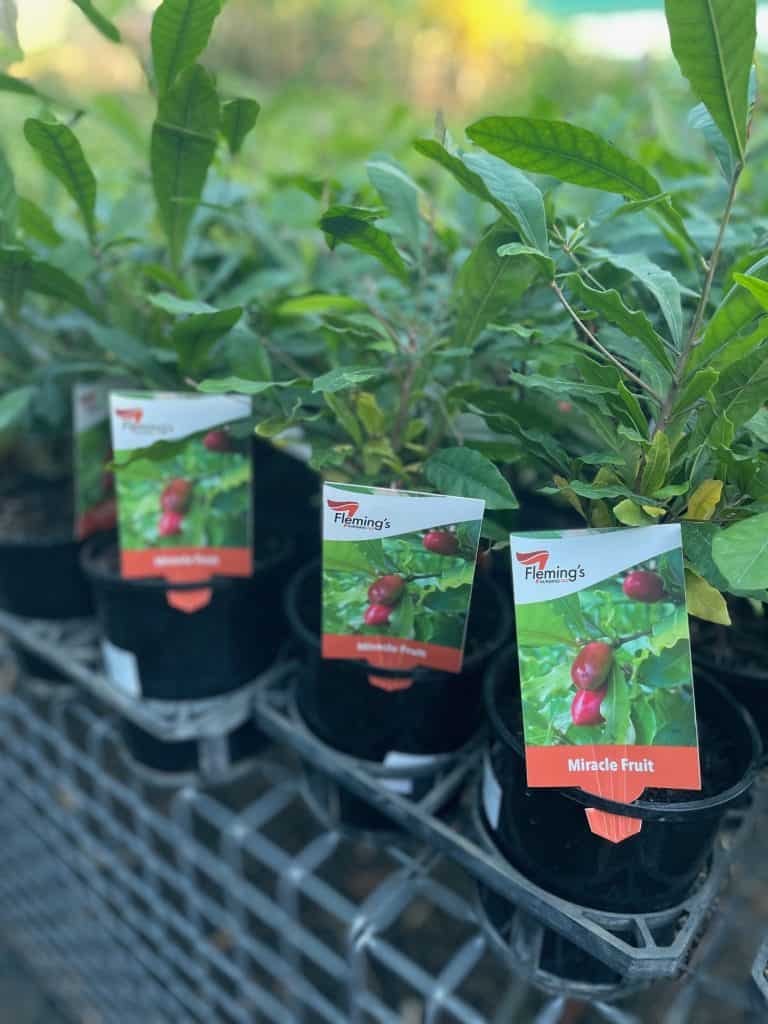 Lakeside Plants & Nursery