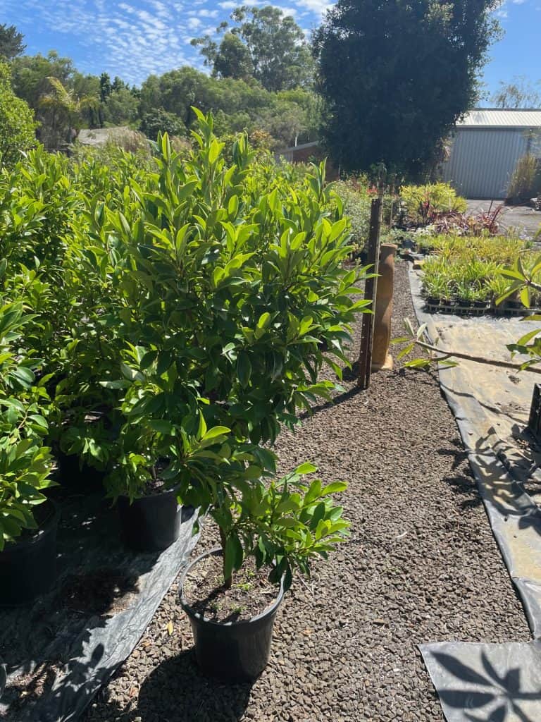 Lakeside Plants & Nursery