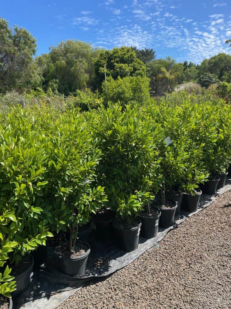 Lakeside Plants & Nursery