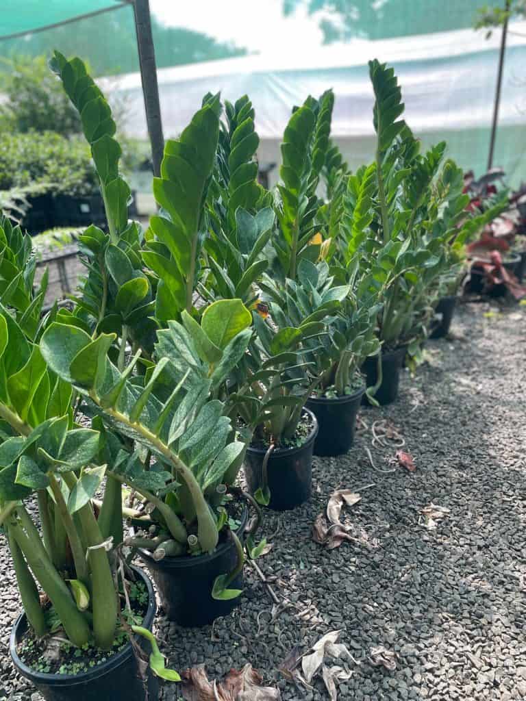 Lakeside Plants & Nursery