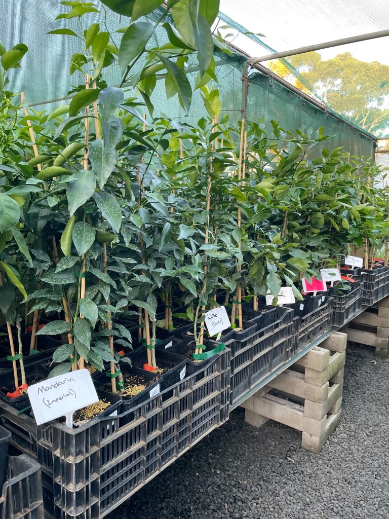 Lakeside Plants & Nursery