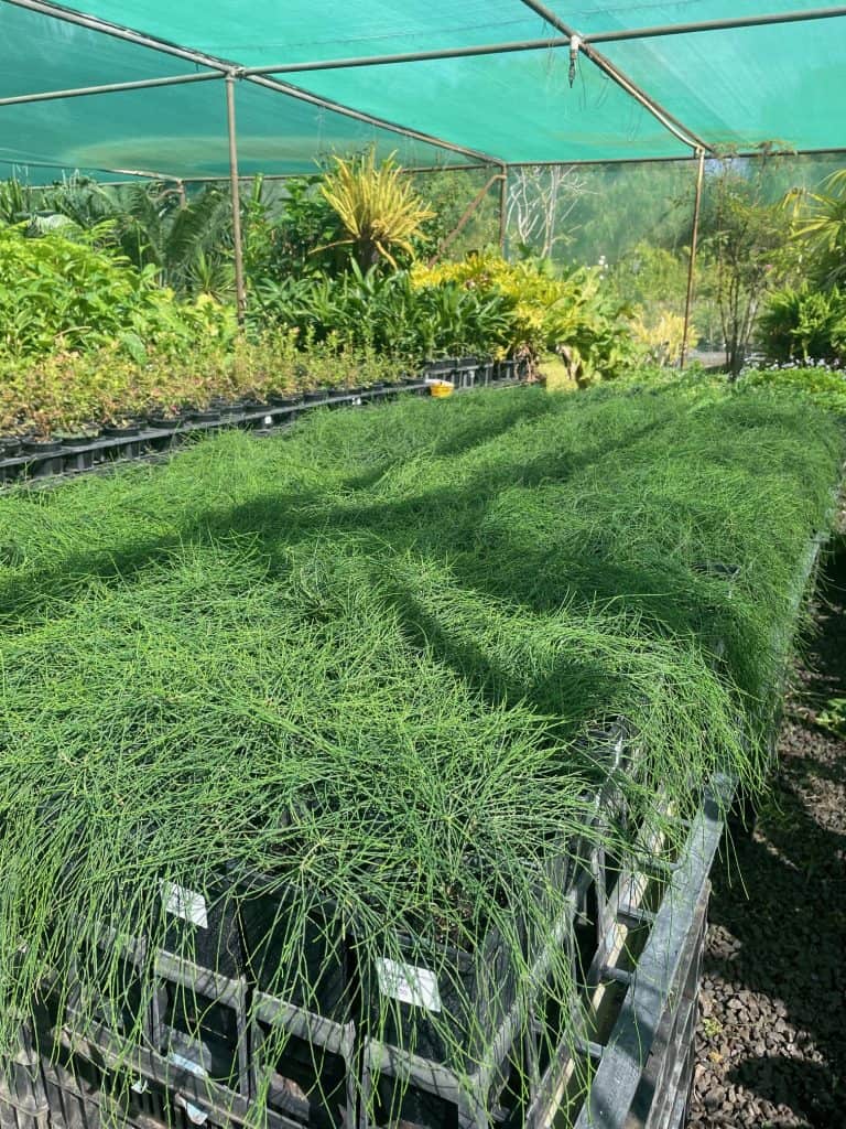 Lakeside Plants & Nursery