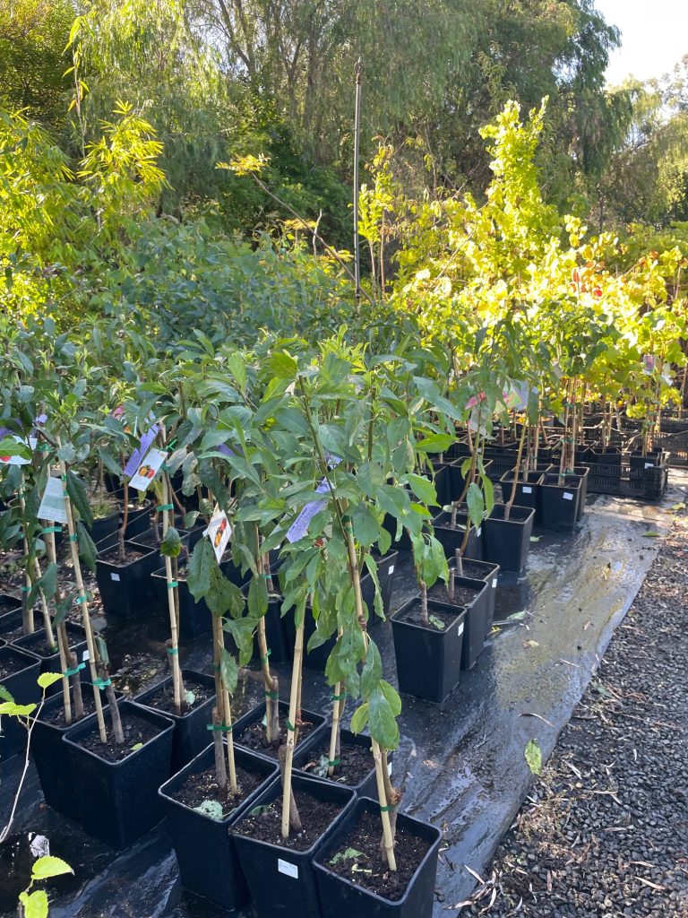Lakeside Plants & Nursery