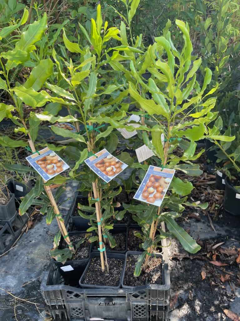 Lakeside Plants & Nursery