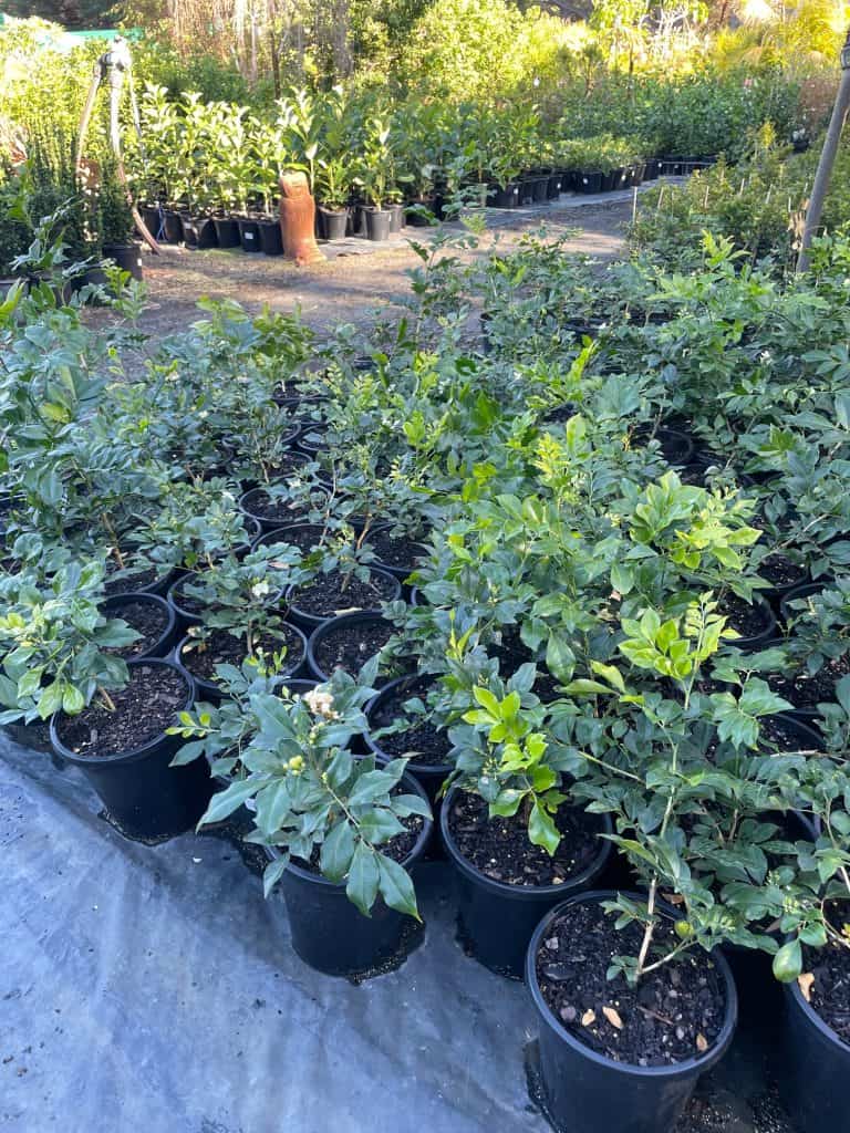 Lakeside Plants & Nursery