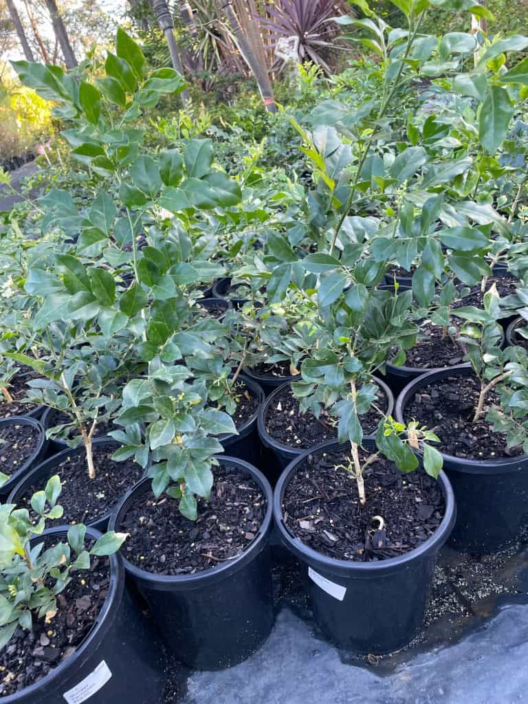 Lakeside Plants & Nursery