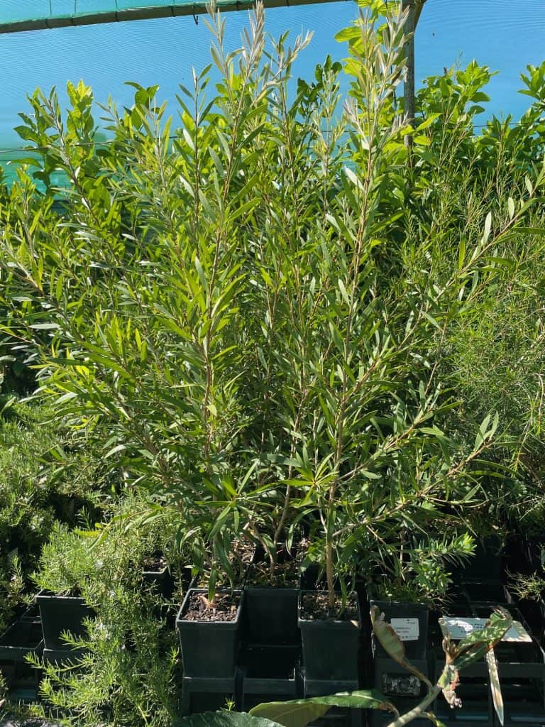 Lakeside Plants & Nursery