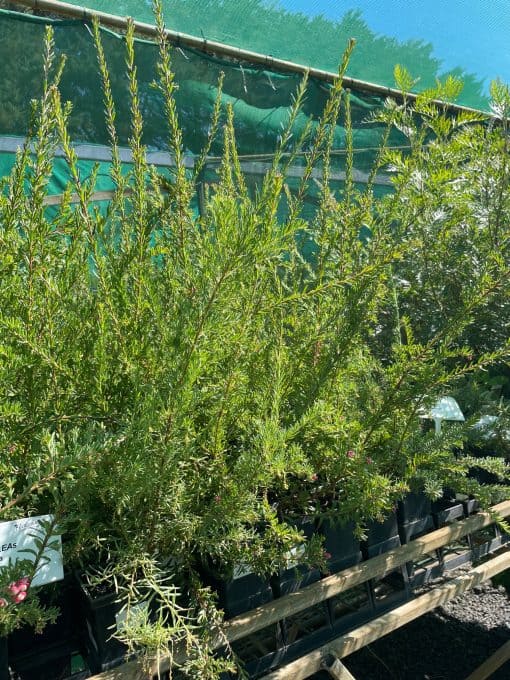 Native Plants