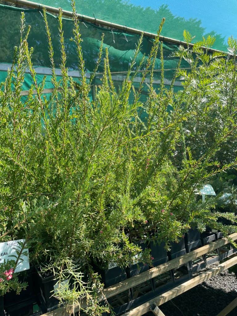 Lakeside Plants & Nursery