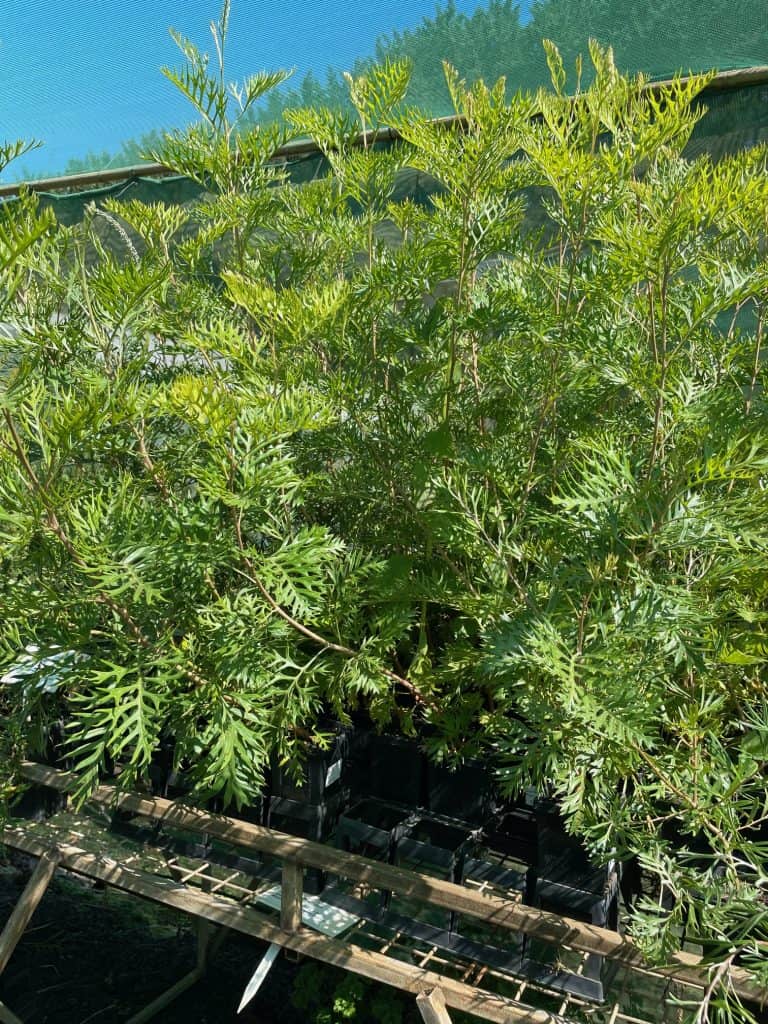 Lakeside Plants & Nursery