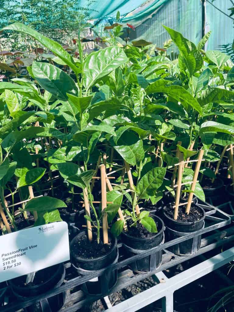 Lakeside Plants & Nursery