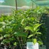 Passionfruit vine flame ruby