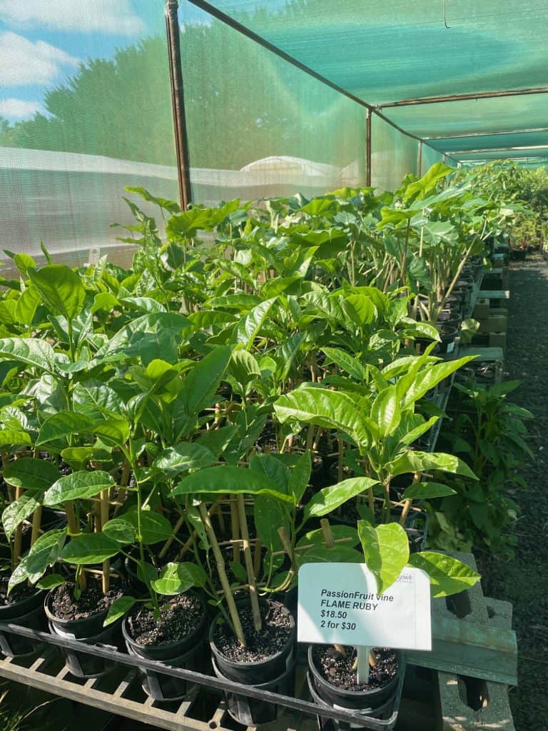 Lakeside Plants & Nursery