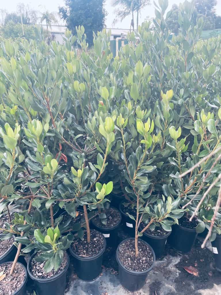 Lakeside Plants & Nursery