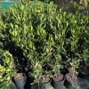 Rhaphiolepis-indica