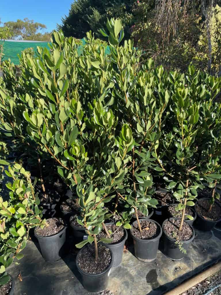 Lakeside Plants & Nursery