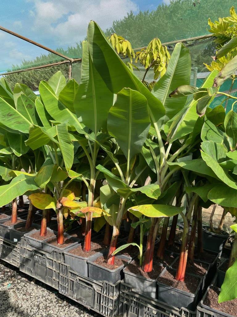 Lakeside Plants & Nursery