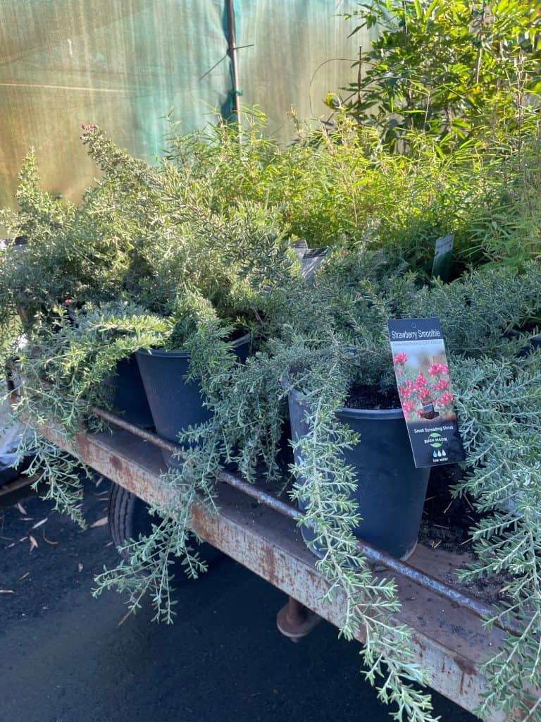 Lakeside Plants & Nursery