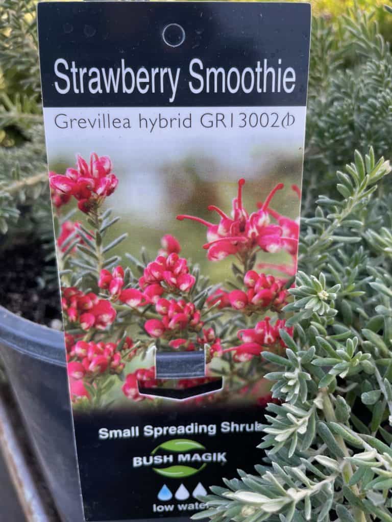 Lakeside Plants & Nursery