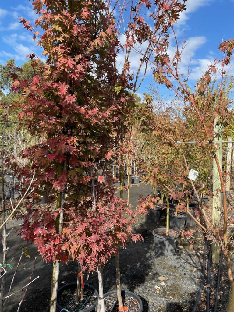Lakeside Plants & Nursery