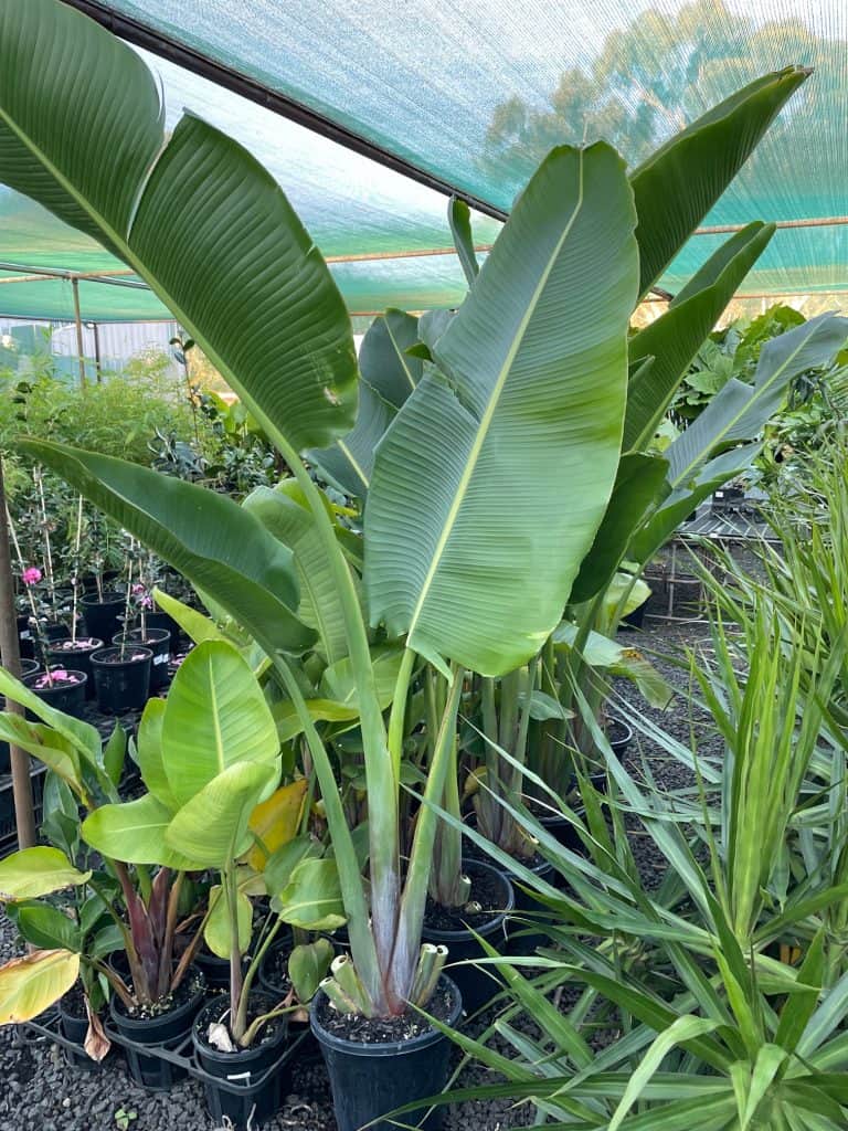 Lakeside Plants & Nursery