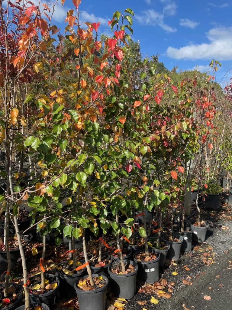 Lakeside Plants & Nursery