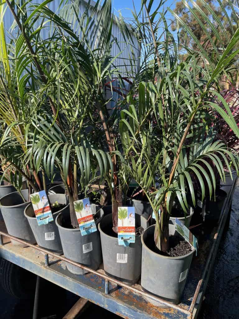Lakeside Plants & Nursery