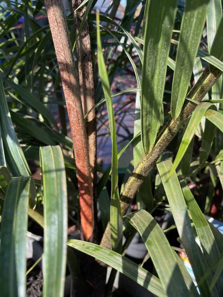 Lakeside Plants & Nursery