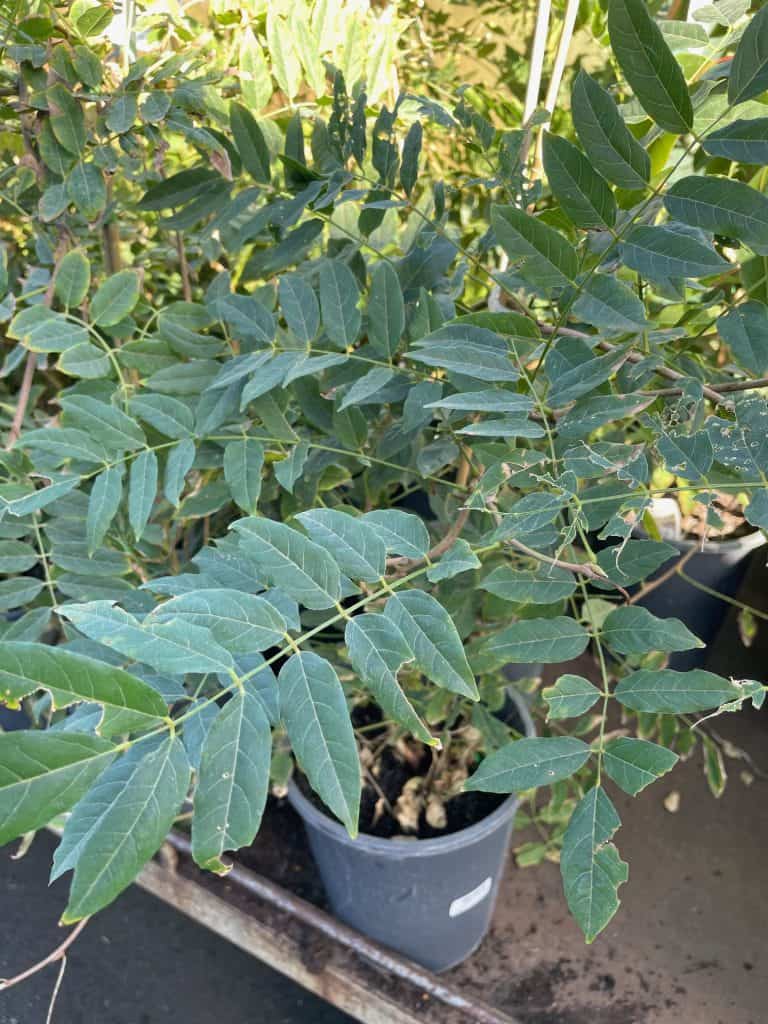 Lakeside Plants & Nursery