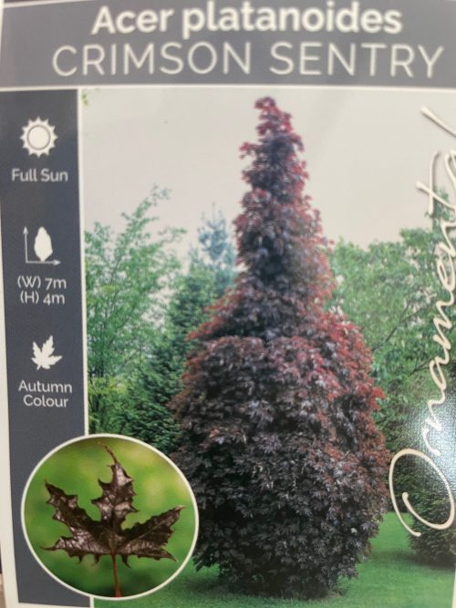 Crimson Sentry Maple
