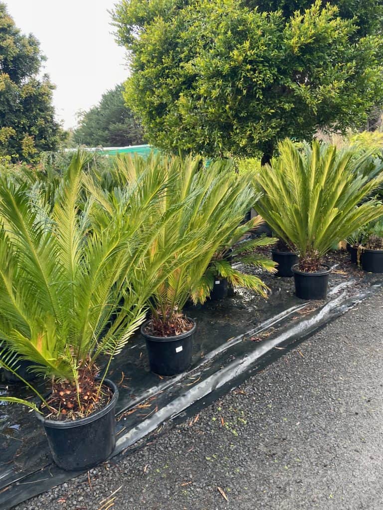 Lakeside Plants & Nursery