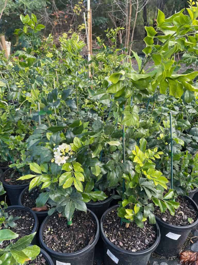Lakeside Plants & Nursery