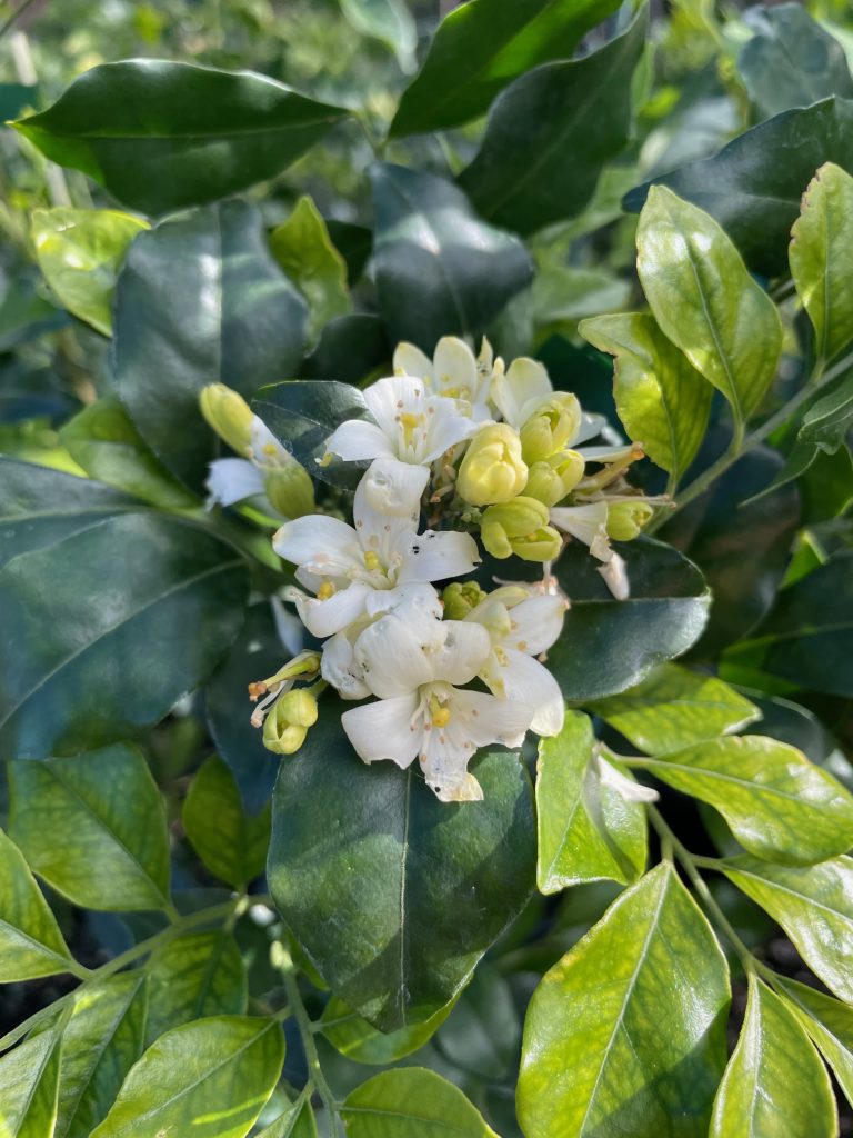 Lakeside Plants & Nursery