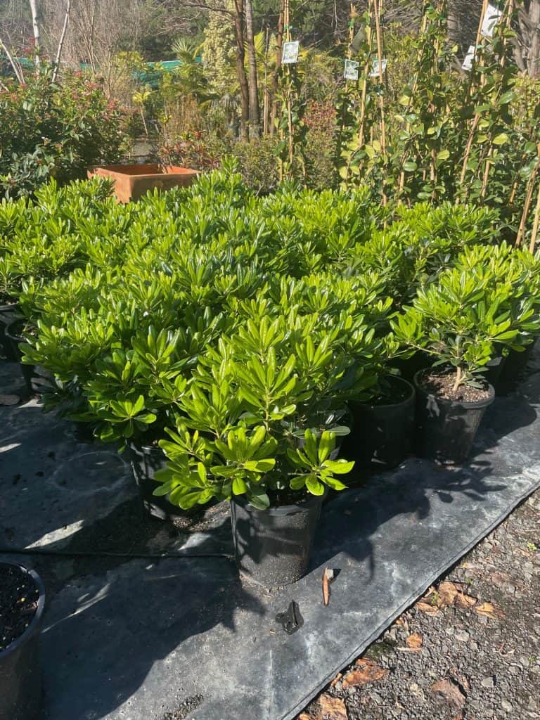 Lakeside Plants & Nursery