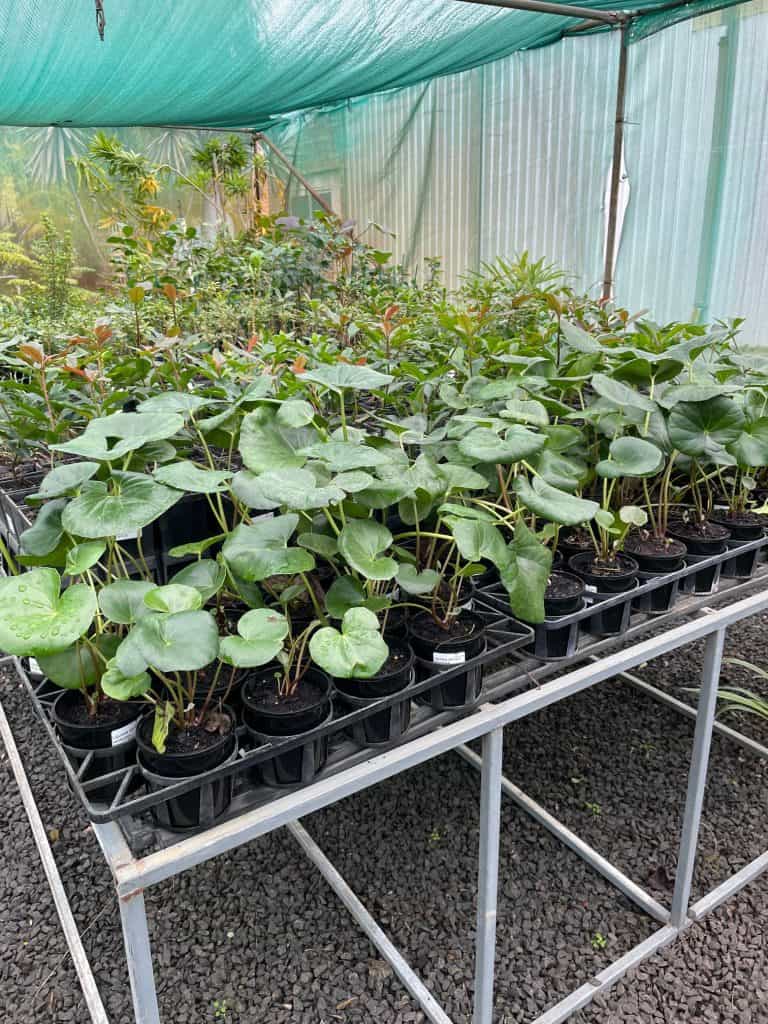 Lakeside Plants & Nursery