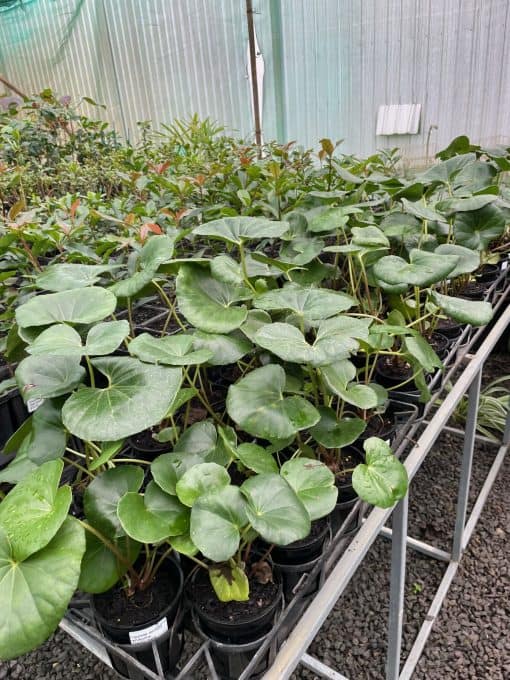 tractor seat plant Ligularia dentata reniformis