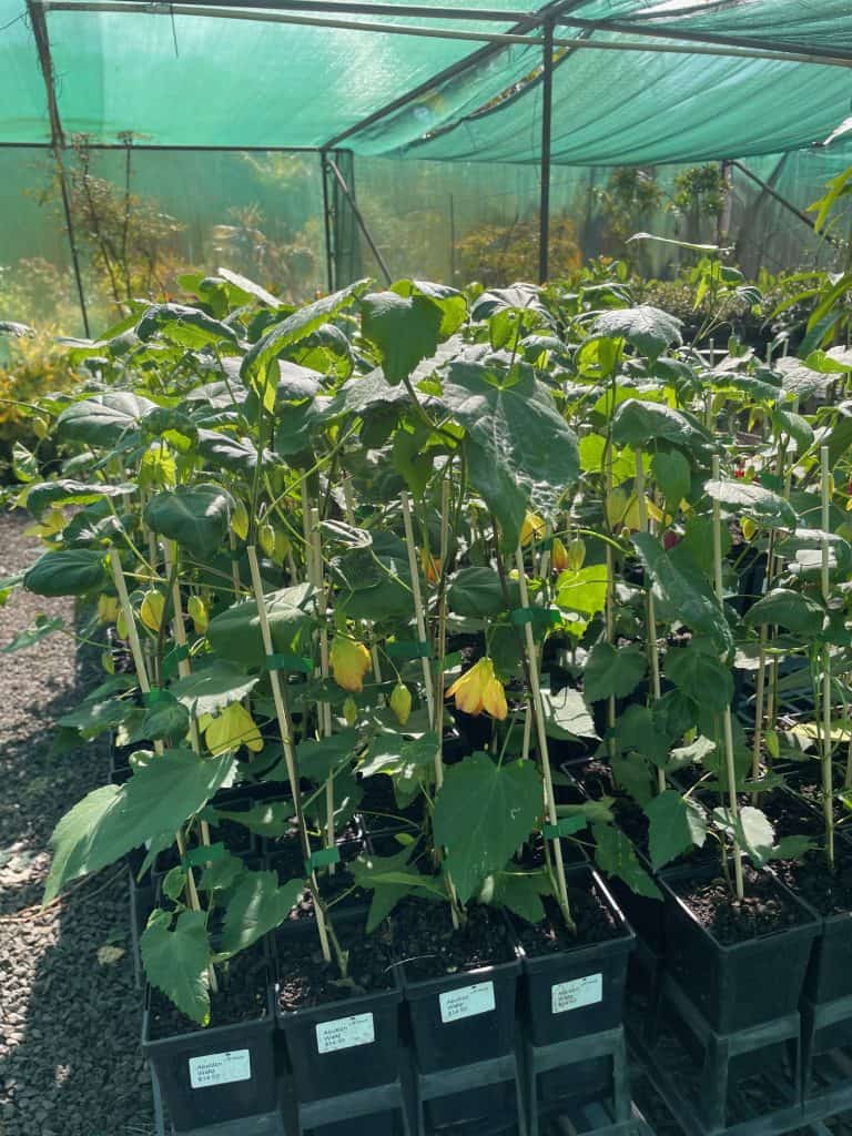 Lakeside Plants & Nursery