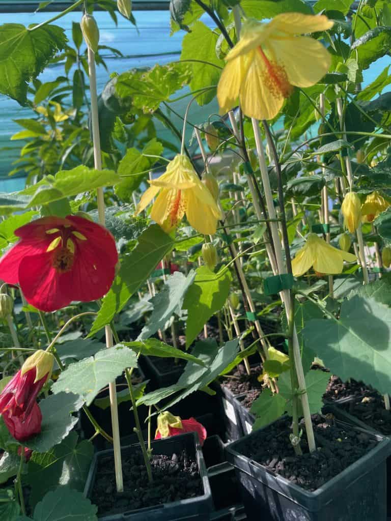Lakeside Plants & Nursery