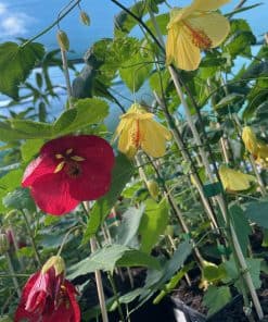 Abutilon flowers flamenco