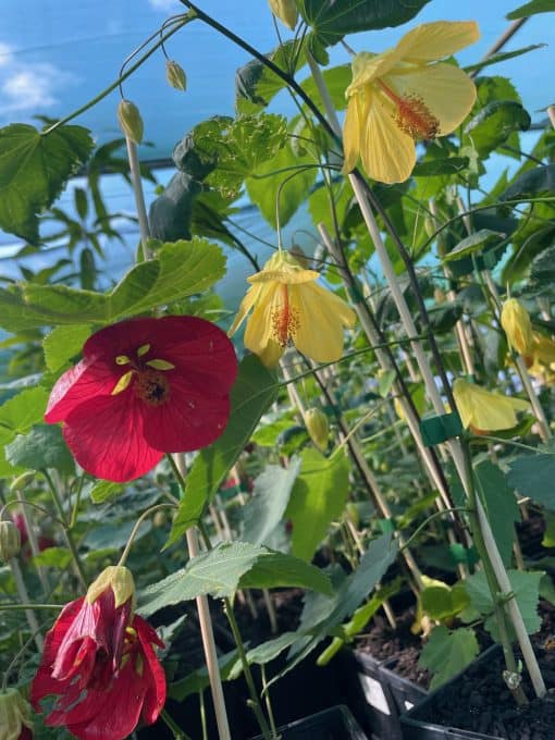 Abutilon flowers flamenco