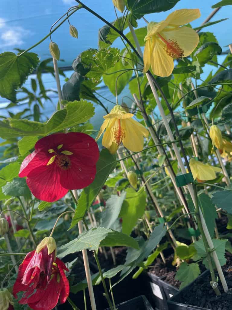 Lakeside Plants & Nursery