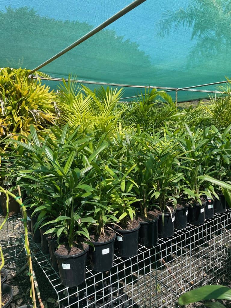 Lakeside Plants & Nursery