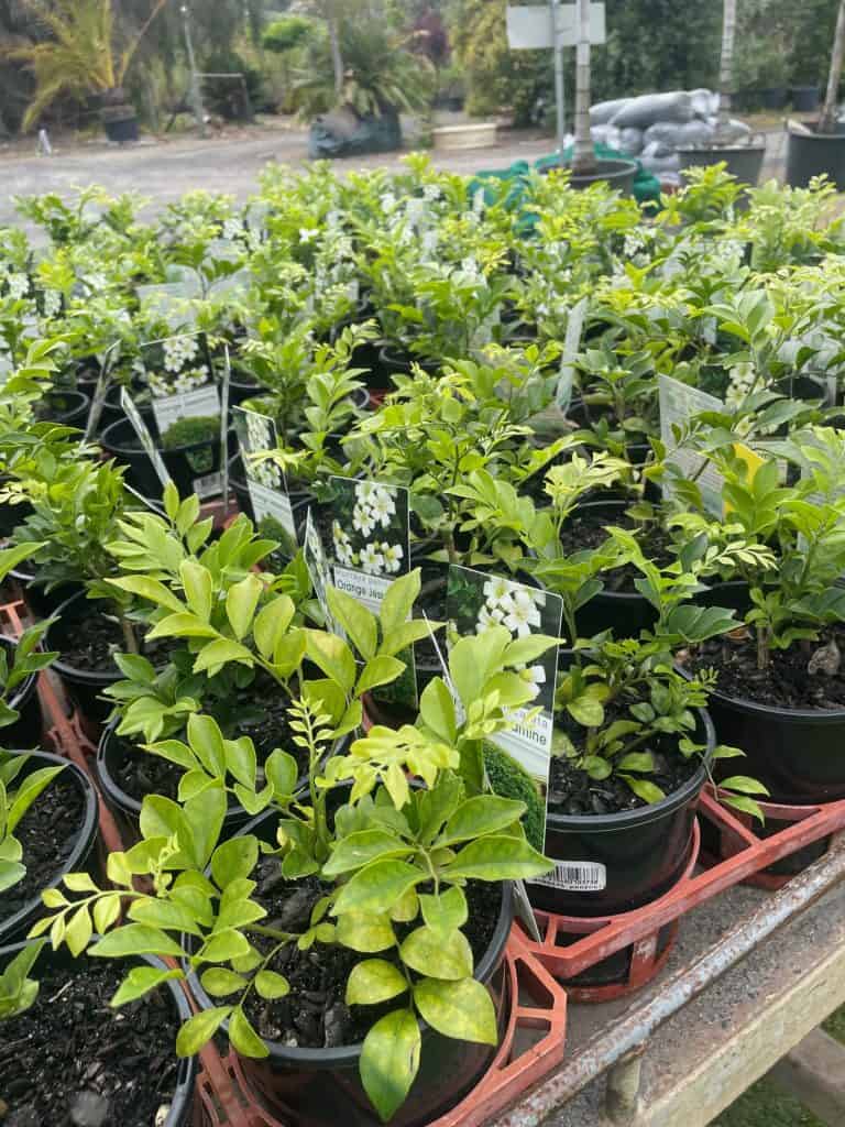 Lakeside Plants & Nursery