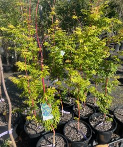 Alternative view of Senkaki Maple