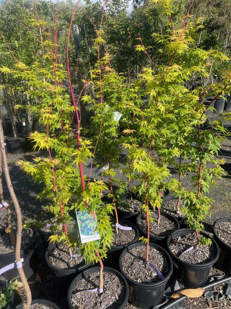 Lakeside Plants & Nursery